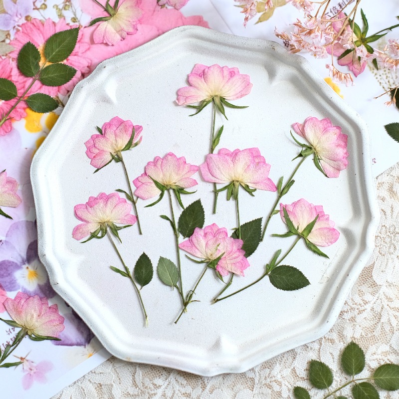12pcs, Bunga Kering Asli untuk - Resin Craft Ideas ulasan dan harga